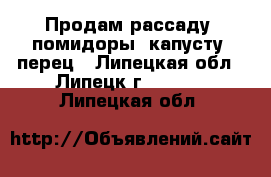 Продам рассаду: помидоры, капусту, перец - Липецкая обл., Липецк г.  »    . Липецкая обл.